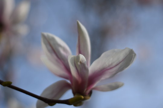 Magnolienbl&uuml;te (Magnolia)