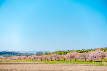 Beautiful landscape of cherry blossom trees in rural area in Saitama, Japan during springtime.