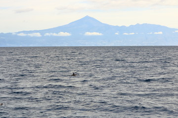 dolphins swimming in atlantic ocean in front of teide, tenerife, canary islands in spain