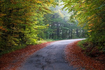 Fototapeta premium forest