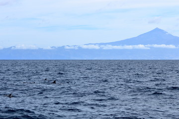 pilot whales swimming in atlantic ocean in front of teide, tenerife, canary islands in spain