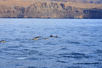 dolphins swimming in atlantic ocean in front of la gomera, canary islands in spain