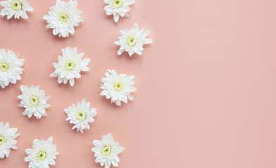 Composition of white flowers. Chrysanthemums on pink background.