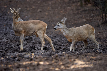 Roe deer group in the forest