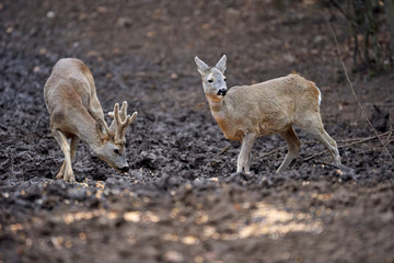 Roe deer group in the forest