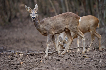 Roe deer group in the forest