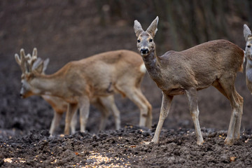 Roe deer group in the forest