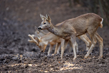 Roe deer group in the forest