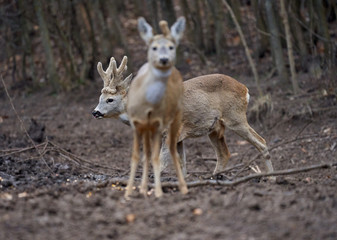 Roe deer group in the forest