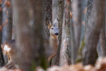 Beautiful roe deer