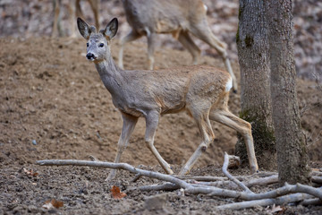Roe deer group in the forest