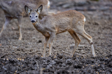 Roe deer group in the forest