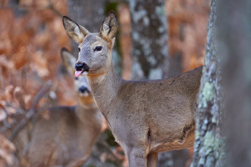 Naklejka na ściany i meble Roe deer group in the forest
