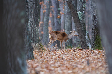 Fototapeta premium Roe deer group in the forest