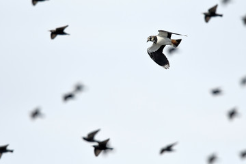 Flying lapwing in a flock of starlings / Fliegender Kiebitz in einem Schwarm von Staren