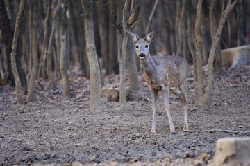 Roe deer group in the forest