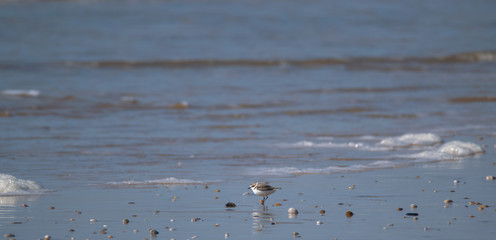  Vendée: Plover with interrupted collar or Gravelot with interrupted collar (Charadrius alexandrinus) on the beach of Brétignolles sur mer.