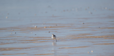 Vendée: Plover with interrupted collar or Gravelot with interrupted collar (Charadrius alexandrinus) on the beach of Brétignolles sur mer.