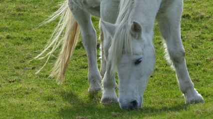 White Horse at meadows