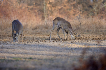 Roe deer group in the forest