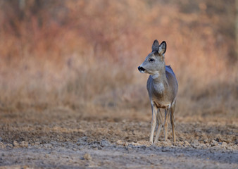 Fototapeta premium Beautiful roe deer