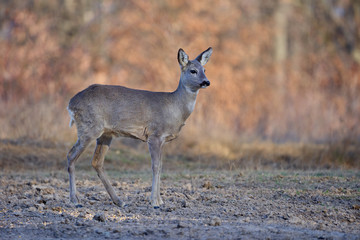 Beautiful roe deer