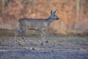 Beautiful roe deer