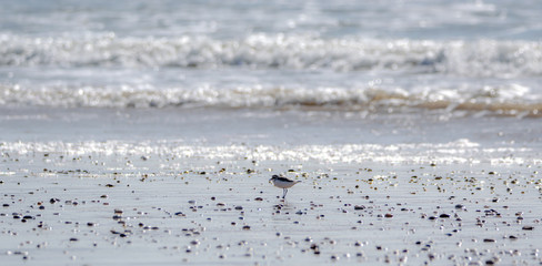  Vendée: Plover with interrupted collar or Gravelot with interrupted collar (Charadrius alexandrinus) on the beach of Brétignolles sur mer.