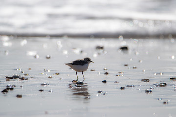 Vendée: Plover with interrupted collar or Gravelot with interrupted collar (Charadrius alexandrinus) on the beach of Brétignolles sur mer.