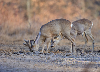 Roe deer group in the forest