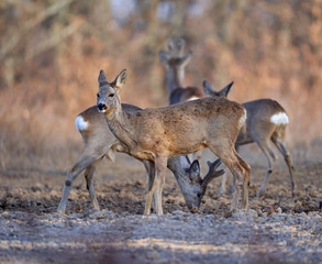 Roe deer group in the forest