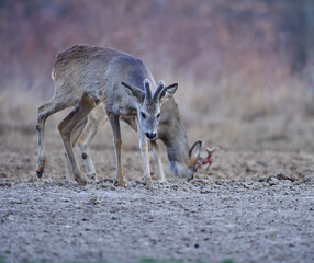 Roe deer group in the forest