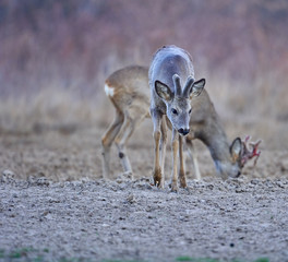 Roe deer group in the forest