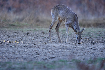 Roe deer group in the forest