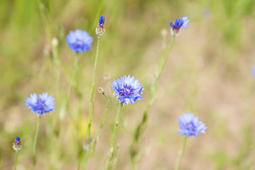 Blue Cornflower (Centaurea cyanus) flowers on a background of beautiful evening light. Wildflower Cornflower macro, selective focus