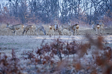 Roe deer group in the forest