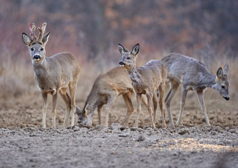 Roe deer group in the forest © Xalanx