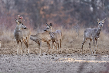 Roe deer group in the forest