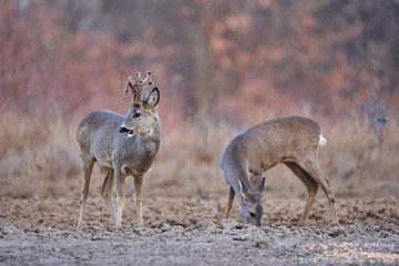 Roe deer group in the forest