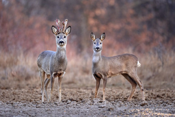 Naklejka na ściany i meble Roe deer group in the forest
