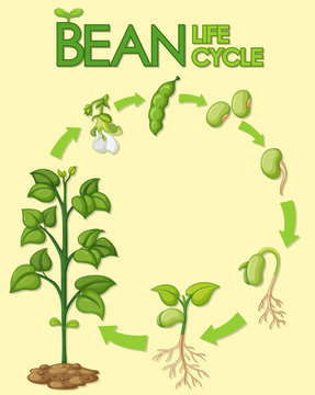 Diagram showing how plants grow from seed to beans