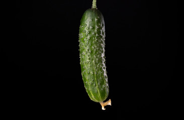 Green, fresh cucumber isolated on a black background.