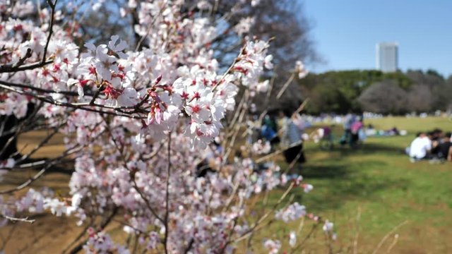 春の日本の桜と花見