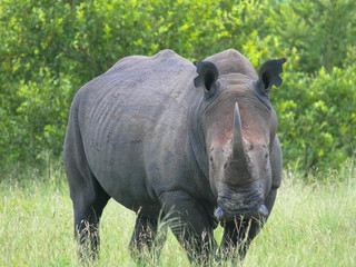 A close up photo of an endangered white rhino