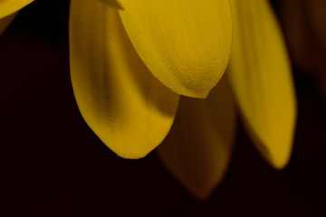 Chrysanthemum close up macro photo