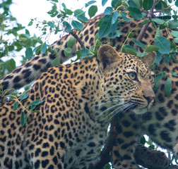 Lepoard freilebend, Krüger Nationalpark Südafrika