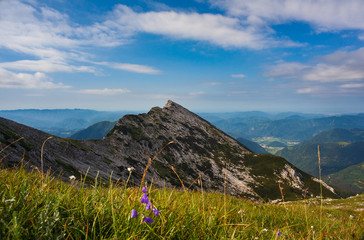 View of bellflower in the background the Vogel mountain