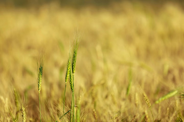 dry wheat field in indian farm