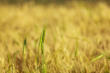 dry wheat field in indian farm