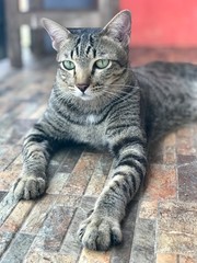 Thai tabby cat is laying on the floor, pets at home